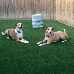 Pet Grass