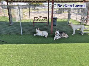 artificial grass at dog shelter
