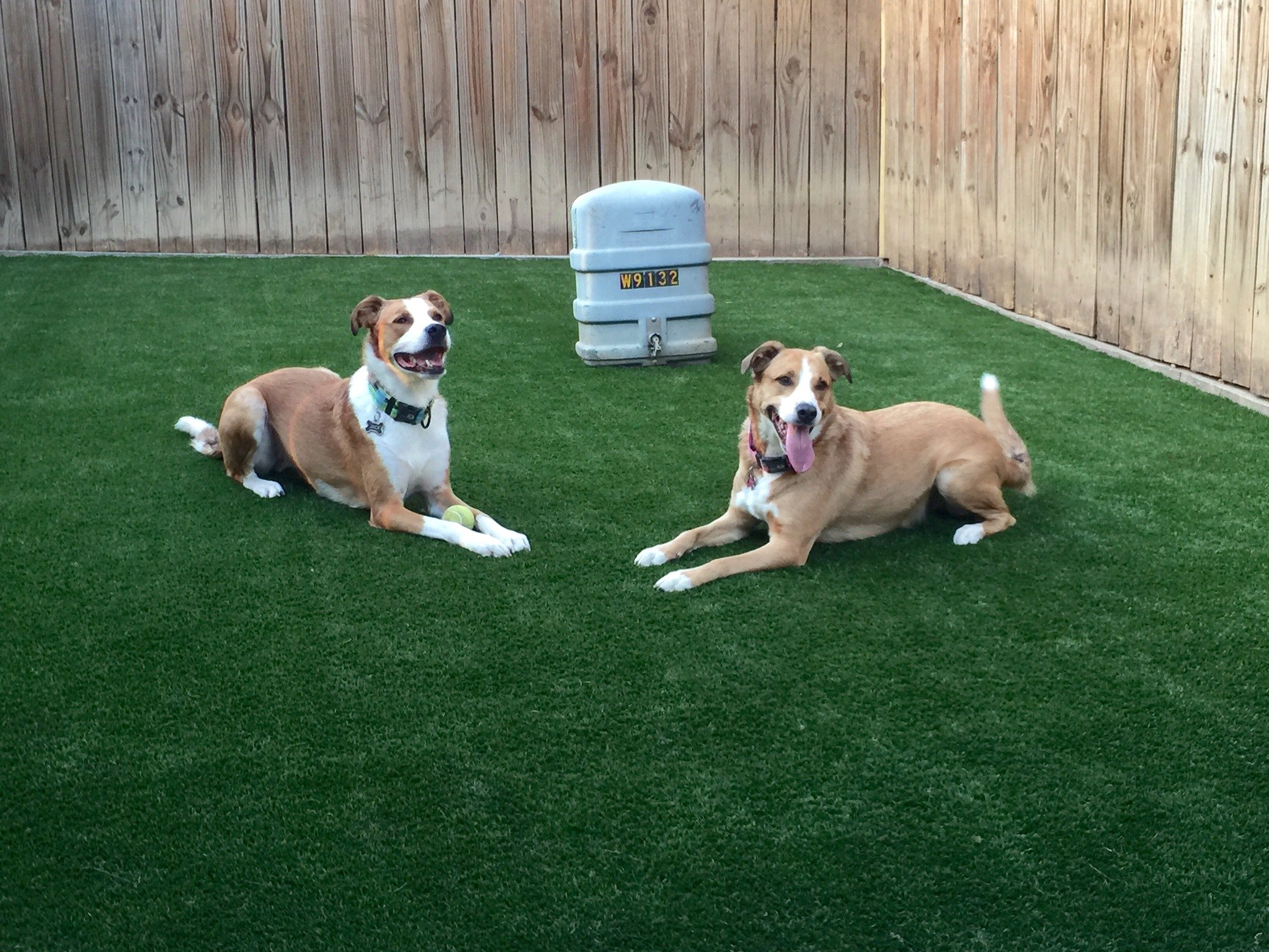 Pet's Backyard
