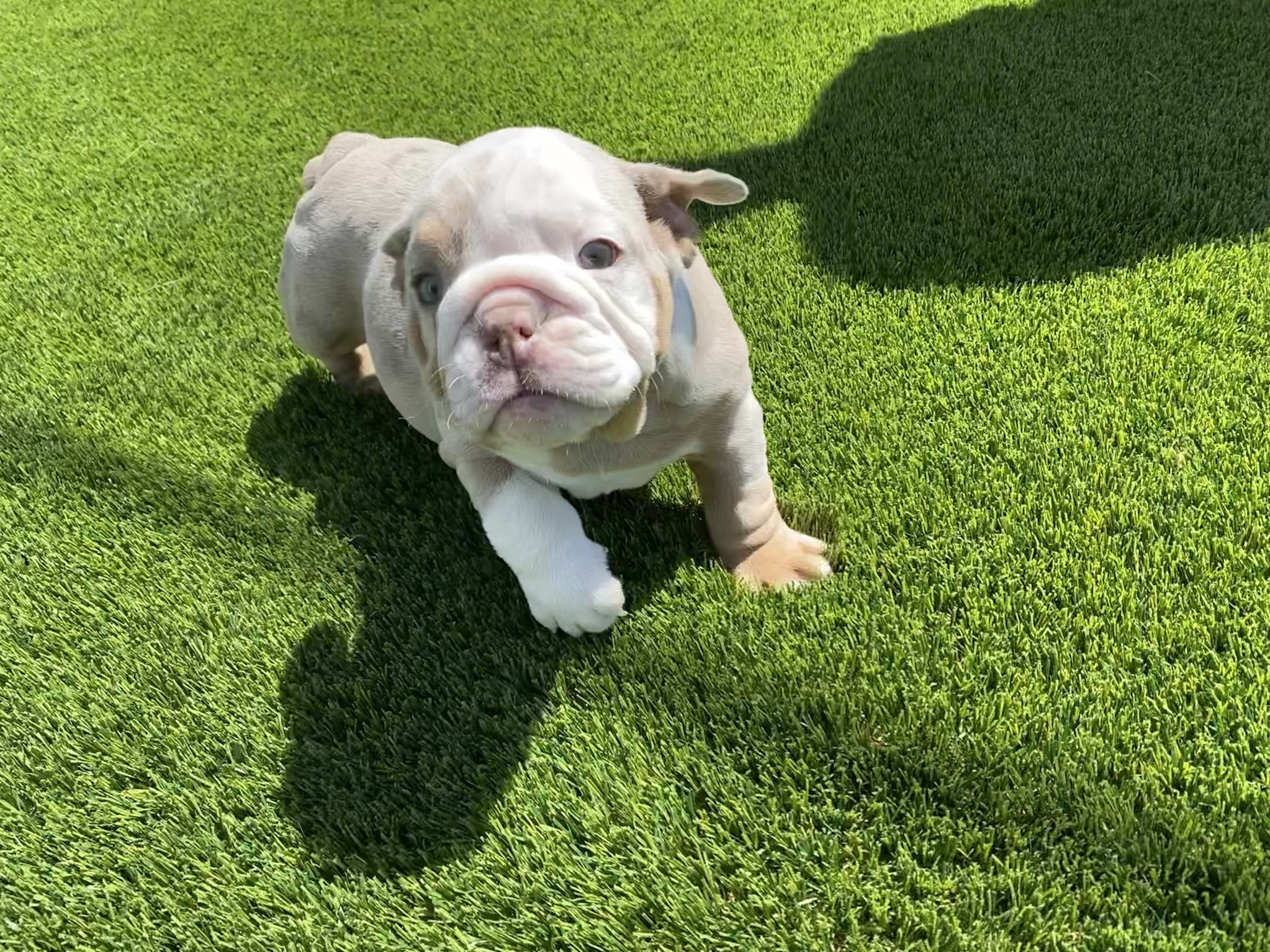 artificial turf for K9