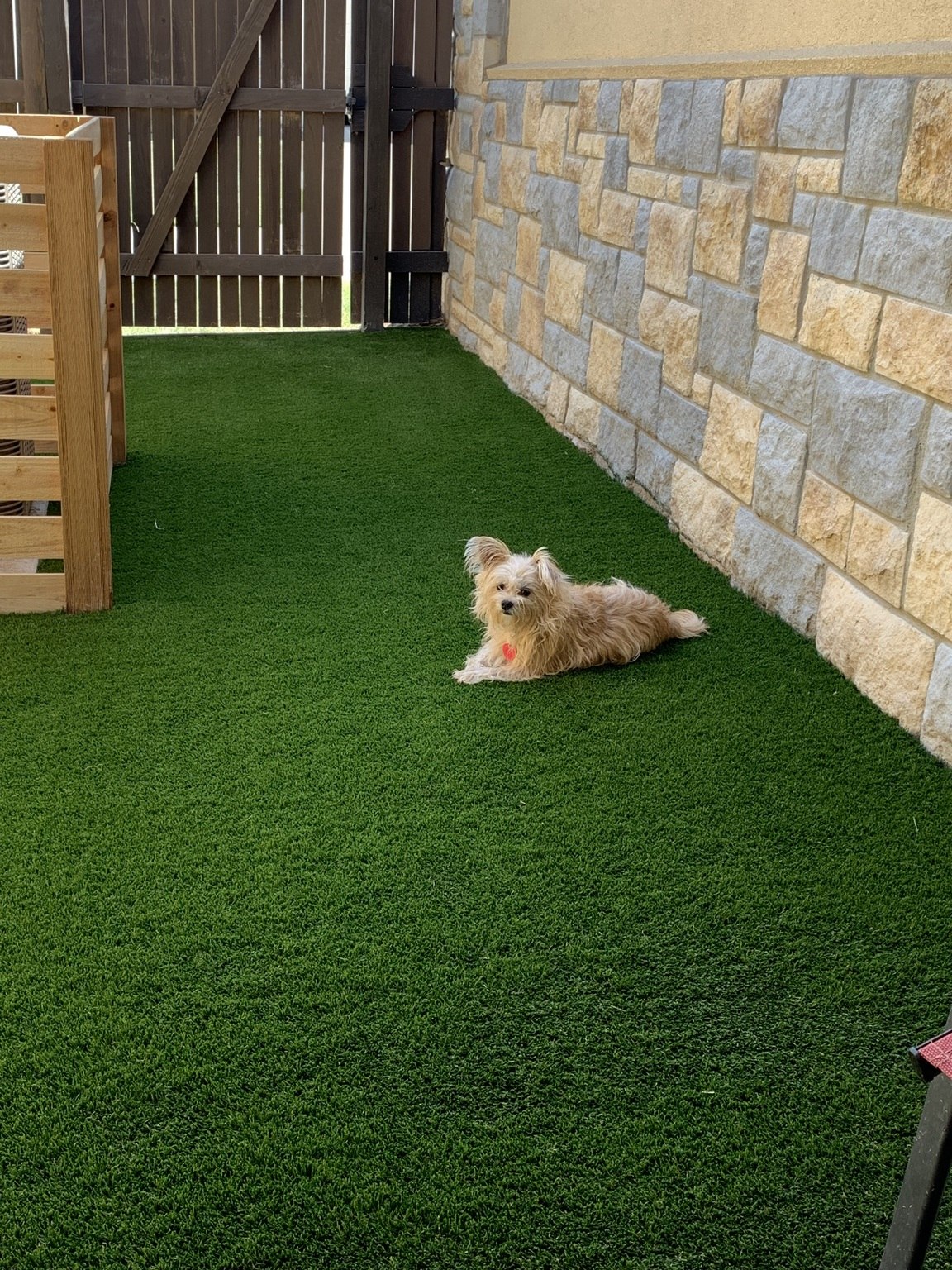 synthetic turf doggy lawn