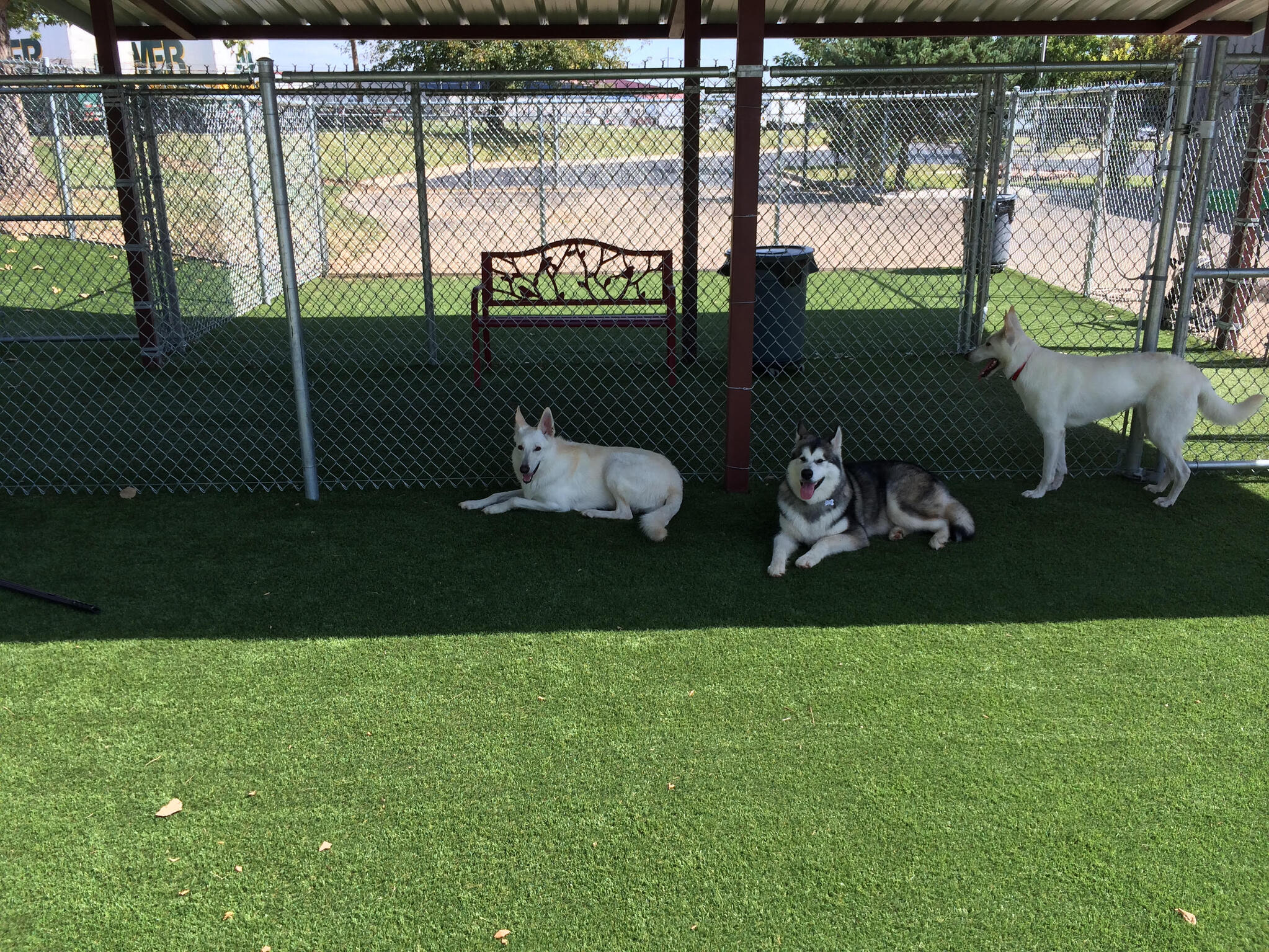 artificial turf for dogs