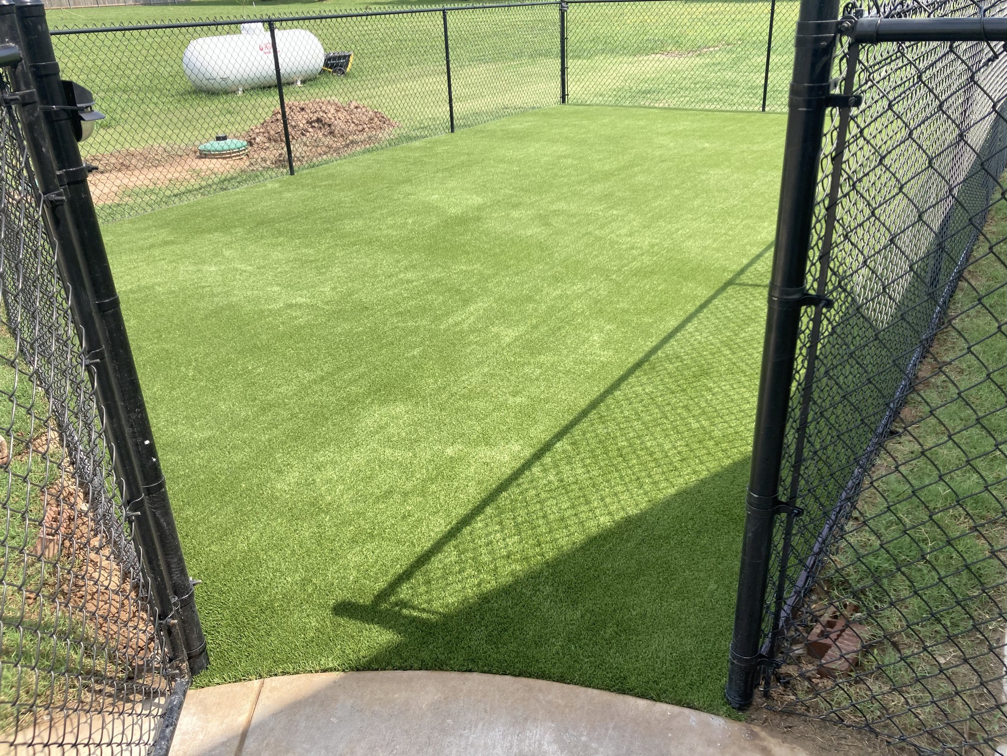 grass for dogs