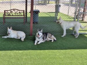 Synthetic Turf Spring TX for Dogs