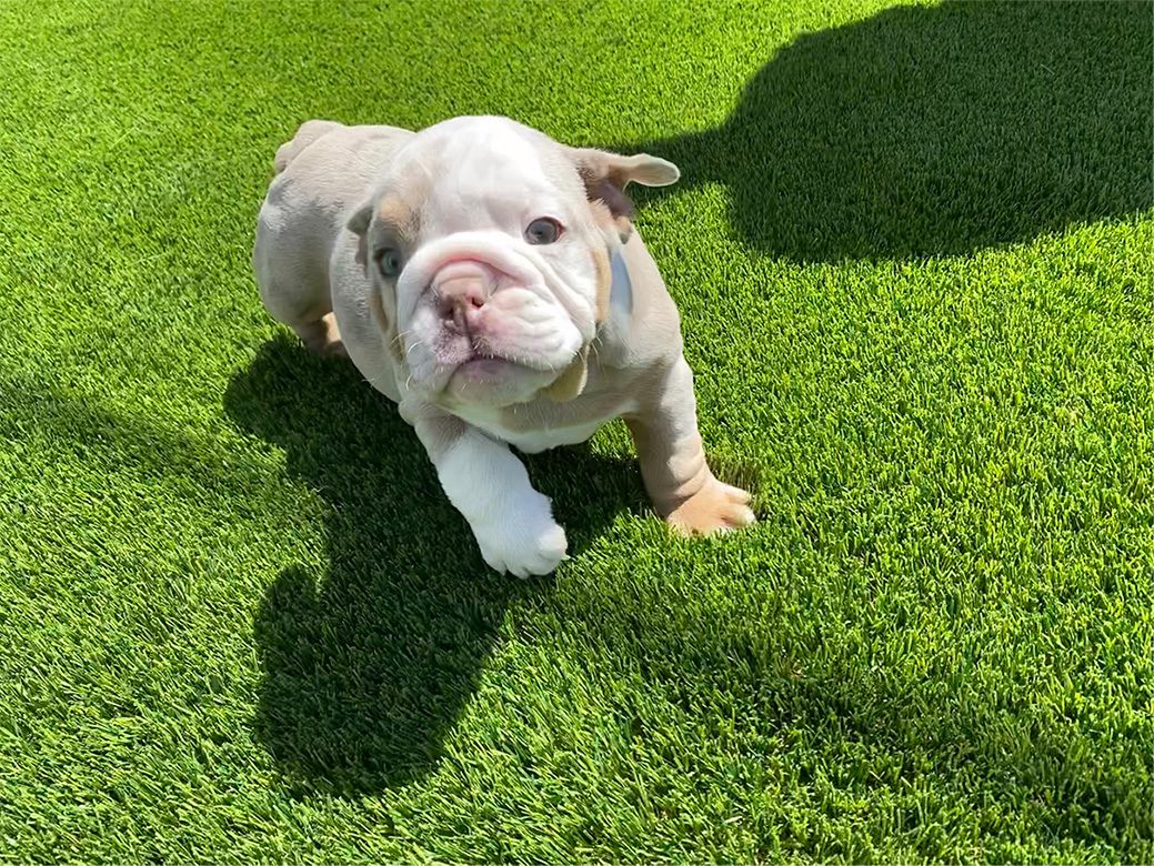 Pet Turf