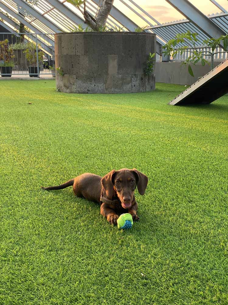 A dog laying on artificial grass.